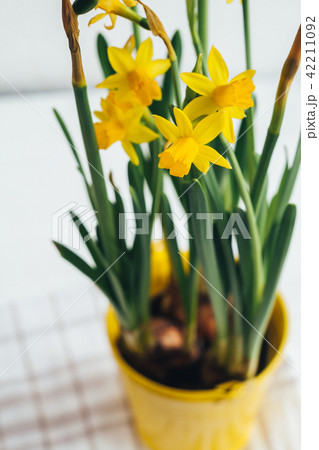Spring flowers, yellow daffodils in a metal  42211092