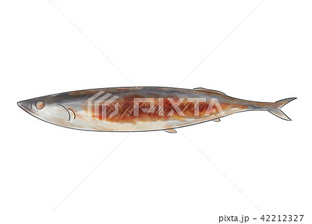 焼き秋刀魚 透明水彩 水彩画 42212327