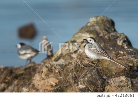 White wagtail (Motacilla alba) in the nature habit 42213061