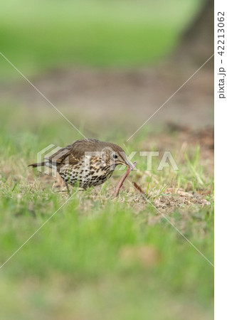 Song Thrush (Turdus philomelos) 42213062