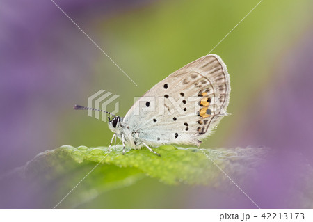 Macro shot of butterfly Short-tailed Blue 42213173