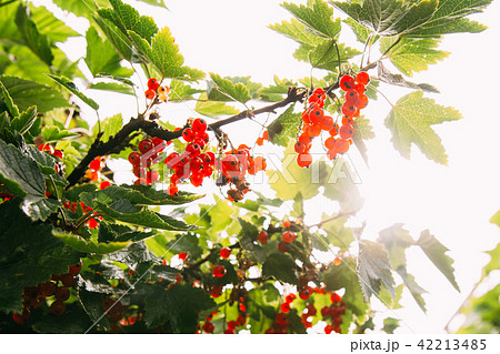 Redcurrant Or Red Currant Ribes Rubrum Branch. Growing Organic Berries 42213485