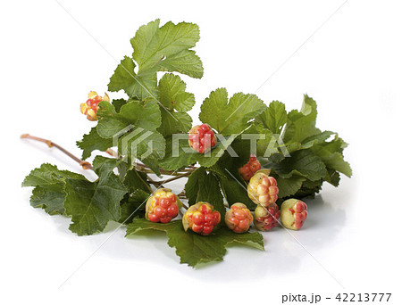Berries cloudberries on a white background 42213777