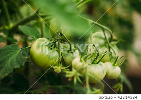 Green Growing Organic Tomato. Homegrown Tomatoes In Vegetable Garden Green Growing Organic Tomato. Homegrown Tomatoes In Vegetable Garden 42214534