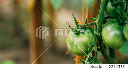 Green Growing Organic Tomato. Homegrown Tomatoes In Vegetable Garden 42214536