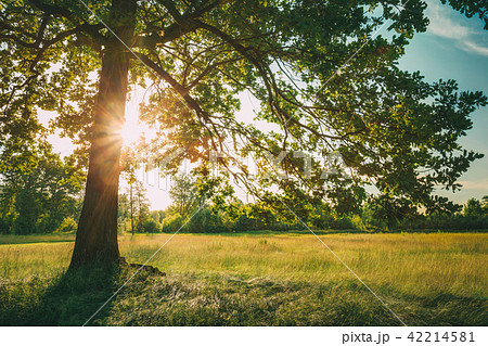Summer Sunny Forest Trees And Green Grass. Nature Wood Sunlight Summer Sunny Forest Trees And Green Grass. Nature Wood Sunlight 42214581