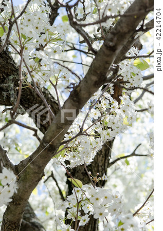 観賞用の梨の花の写真素材