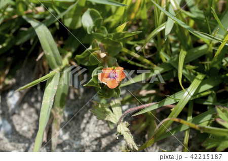 アカバナルリハコベ アカバナルリハコベ 42215187