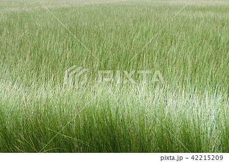 ビーグ（イ草）畑 42215209