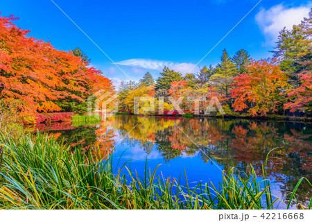 (長野県軽井沢町)雲場池の紅葉 湖面に映り込む秋 (長野県軽井沢町)雲場池の紅葉 湖面に映り込む秋 42216668