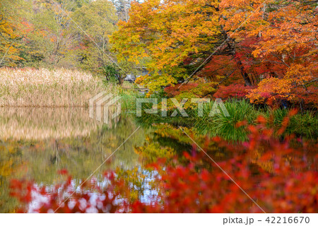 (長野県軽井沢町)雲場池の紅葉 湖面に映り込む秋 (長野県軽井沢町)雲場池の紅葉 湖面に映り込む秋 42216670