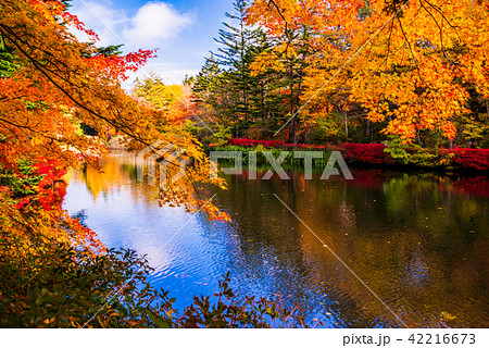 (長野県軽井沢町)雲場池の紅葉 湖面に映り込む秋 (長野県軽井沢町)雲場池の紅葉 湖面に映り込む秋 42216673