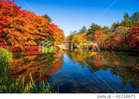(長野県軽井沢町)雲場池の紅葉 湖面に映り込む秋 (長野県軽井沢町)雲場池の紅葉 湖面に映り込む秋 42216675