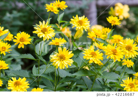 ヘリオプシス　サマーサン 42216687