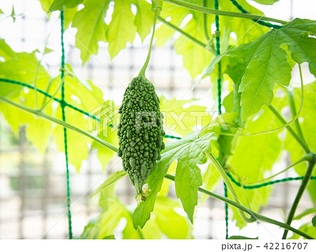 ゴーヤの小さい実　グリーンカーテン　ゴーヤカーテン　苦瓜 42216707