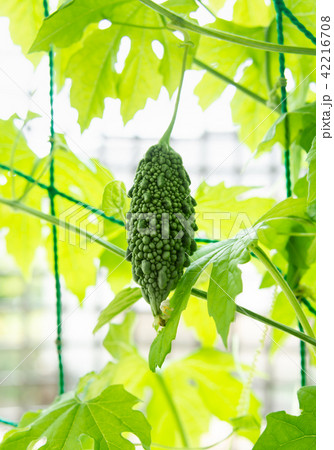 ゴーヤの小さい実 グリーンカーテン ゴーヤカーテン 苦瓜の写真素材