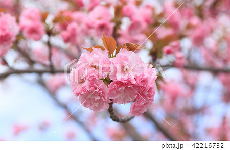 京都の満開の八重桜 京都の満開の八重桜 42216732
