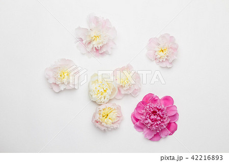 Peonies on a white background. Top view Peonies on a white background. Top view 42216893
