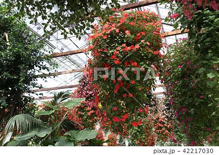 神戸どうぶつ王国 42217030