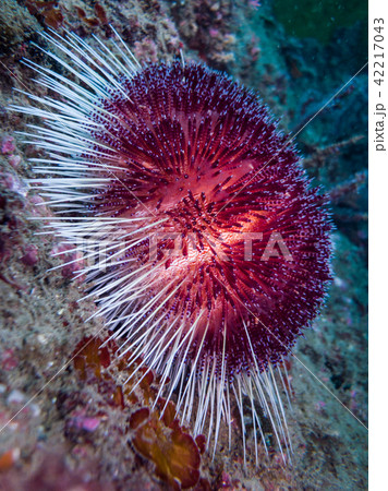 強い毒を持つイイジマフクロウ二 Asthenosoma ijimai 42217043