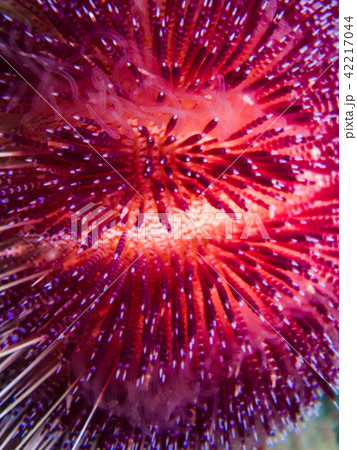 強い毒を持つイイジマフクロウ二 Asthenosoma ijimai (クローズアップ) 強い毒を持つイイジマフクロウ二 Asthenosoma ijimai (クローズアップ) 42217044