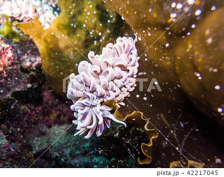 キッカミノウミウシ Phyllodesmium magnum Rudman, 1991 42217045