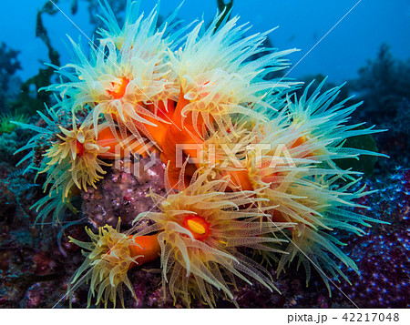 触手を広げるキサンゴ  42217048