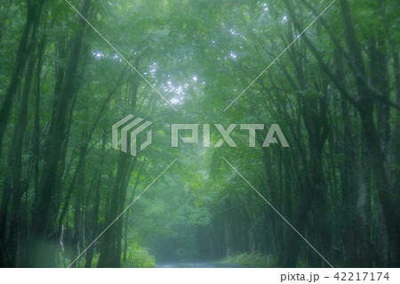 雨の日 雨の日 42217174