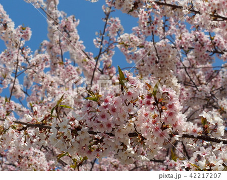 石戸蒲桜 石戸蒲桜 42217207