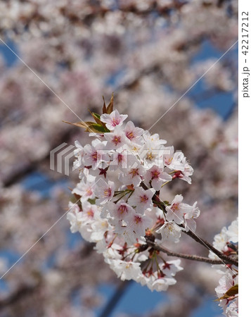石戸蒲桜 石戸蒲桜 42217212