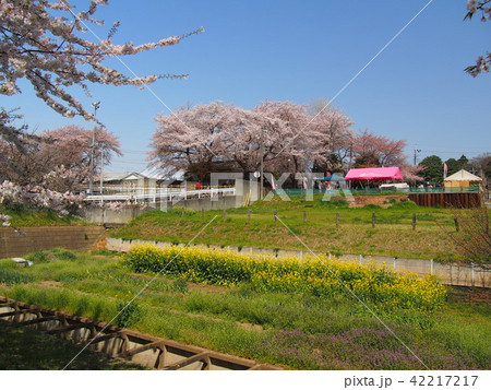 石戸蒲桜 42217217