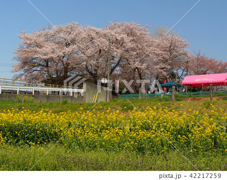 石戸蒲桜 石戸蒲桜 42217259