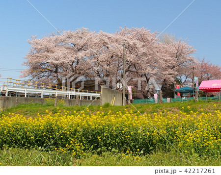 石戸蒲桜 石戸蒲桜 42217261
