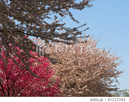 石戸蒲桜 石戸蒲桜 42217262