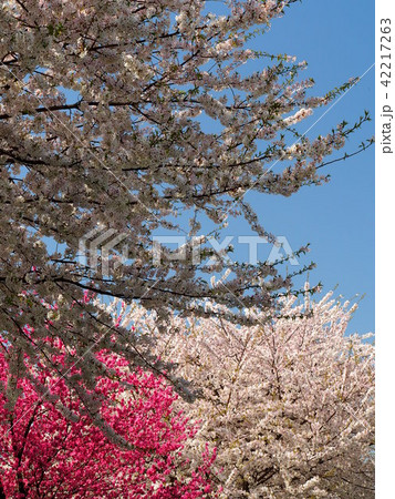 石戸蒲桜 42217263