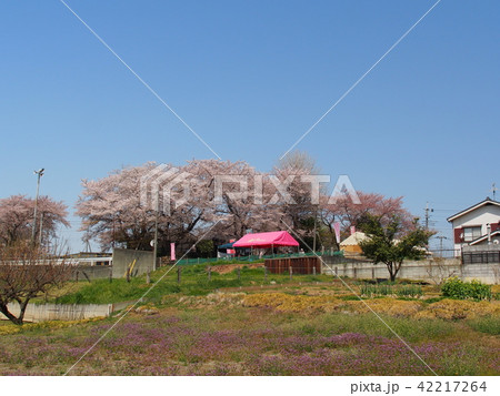 石戸蒲桜 石戸蒲桜 42217264