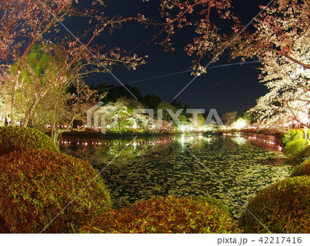 茂原桜まつり 42217416