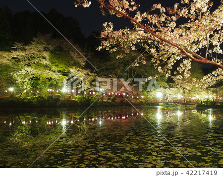 茂原桜まつり 42217419