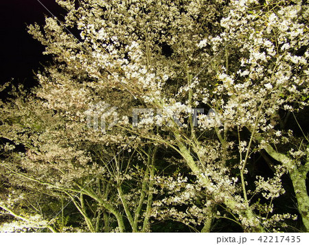 茂原桜まつり 茂原桜まつり 42217435