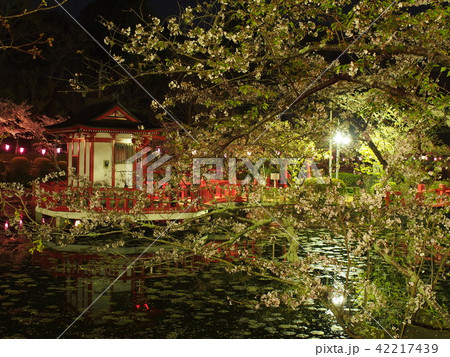 茂原桜まつり 42217439