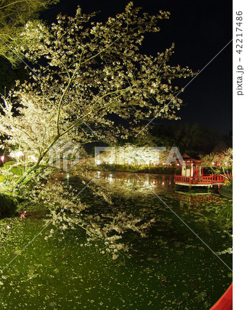 茂原桜まつりの写真素材