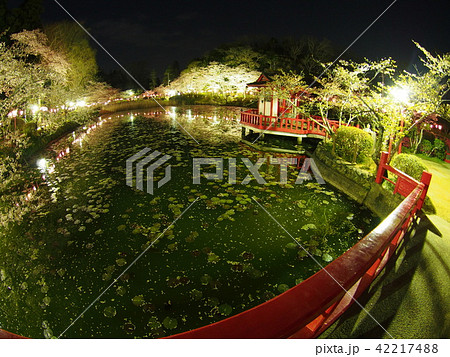 茂原桜まつり 茂原桜まつり 42217488