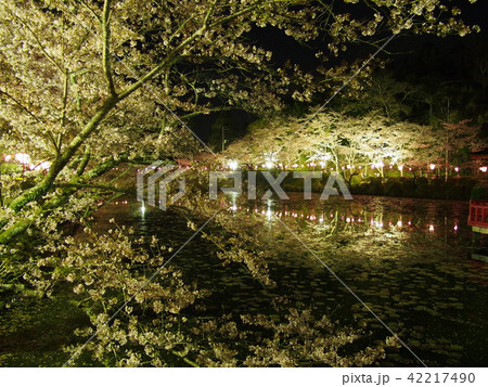茂原桜まつり 42217490