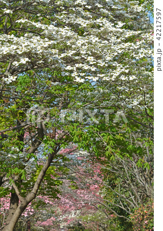 はなみずき通り　さいたま市大宮区 42217597