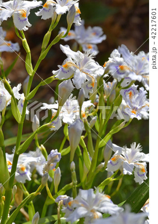 植物：シャガ　アヤメ科 42217601