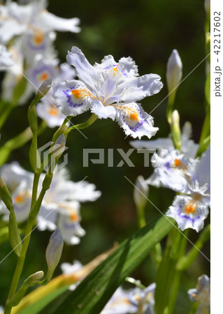 植物：シャガ　アヤメ科 42217602