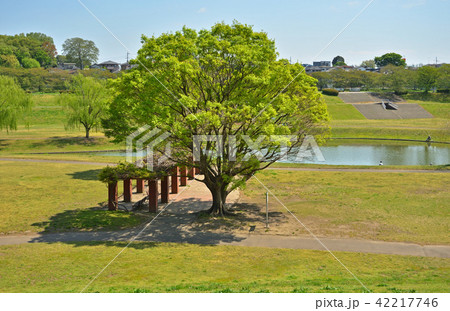 見沼田圃：大宮第二公園 42217746