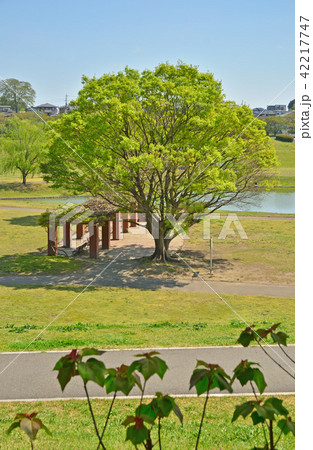 見沼田圃:大宮第二公園 見沼田圃:大宮第二公園 42217747