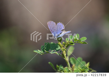 ミヤマシジミとコマツナギ 42217839