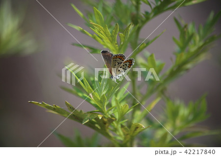 ミヤマシジミ 42217840